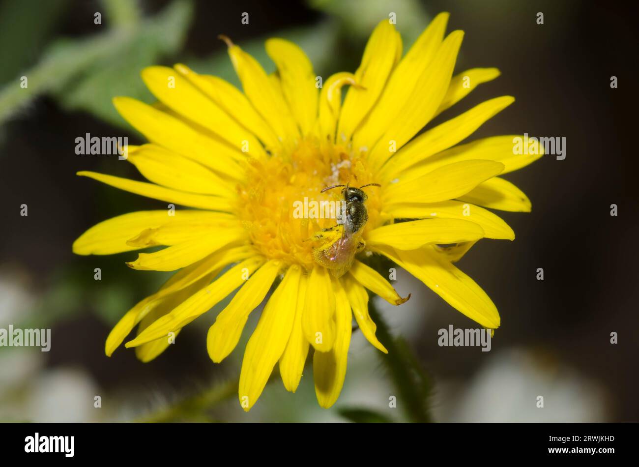 Sweat Bee, Lasioglossum sp., foraging on Camphorweed, Heterotheca subaxillaris Stock Photo