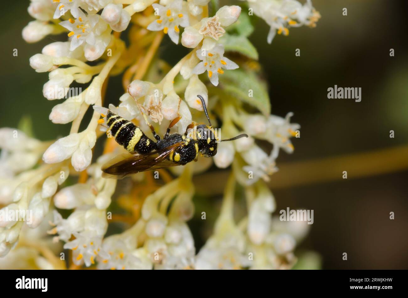 Beewolf, Philanthus gibbosus, foraging on Cusp Dodder, Cuscuta cuspidata Stock Photo