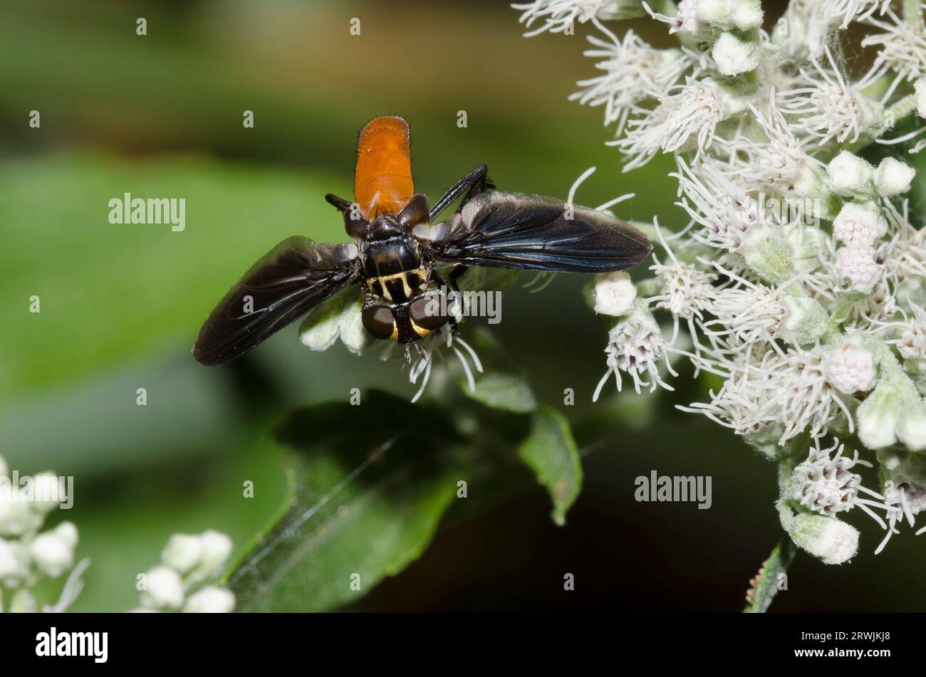 Feather-legged Fly, Trichopoda sp., foraging on Lateflowering Thoroughwort, Eupatorium serotinum Stock Photo