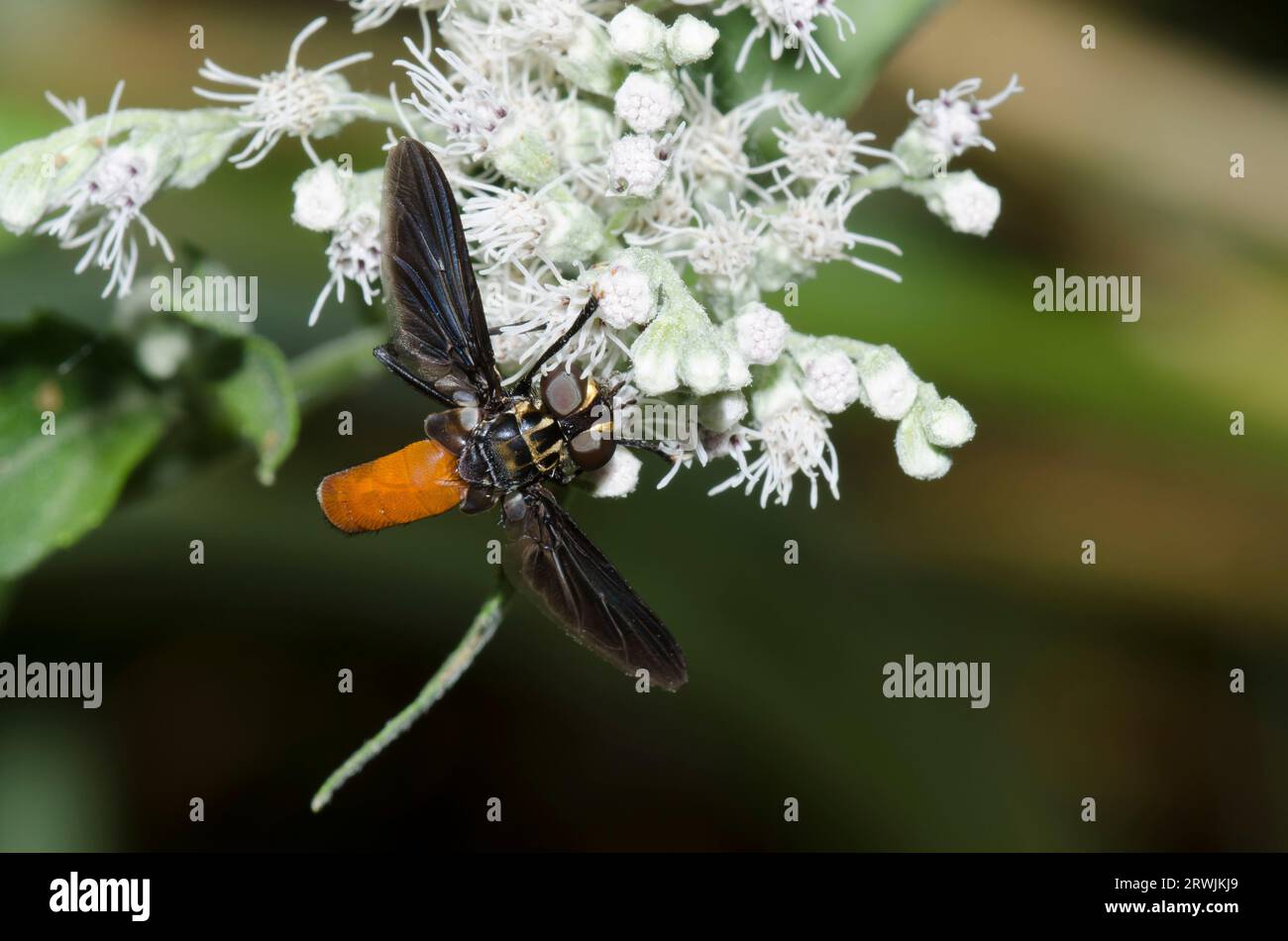 Feather-legged Fly, Trichopoda sp., foraging on Lateflowering Thoroughwort, Eupatorium serotinum Stock Photo