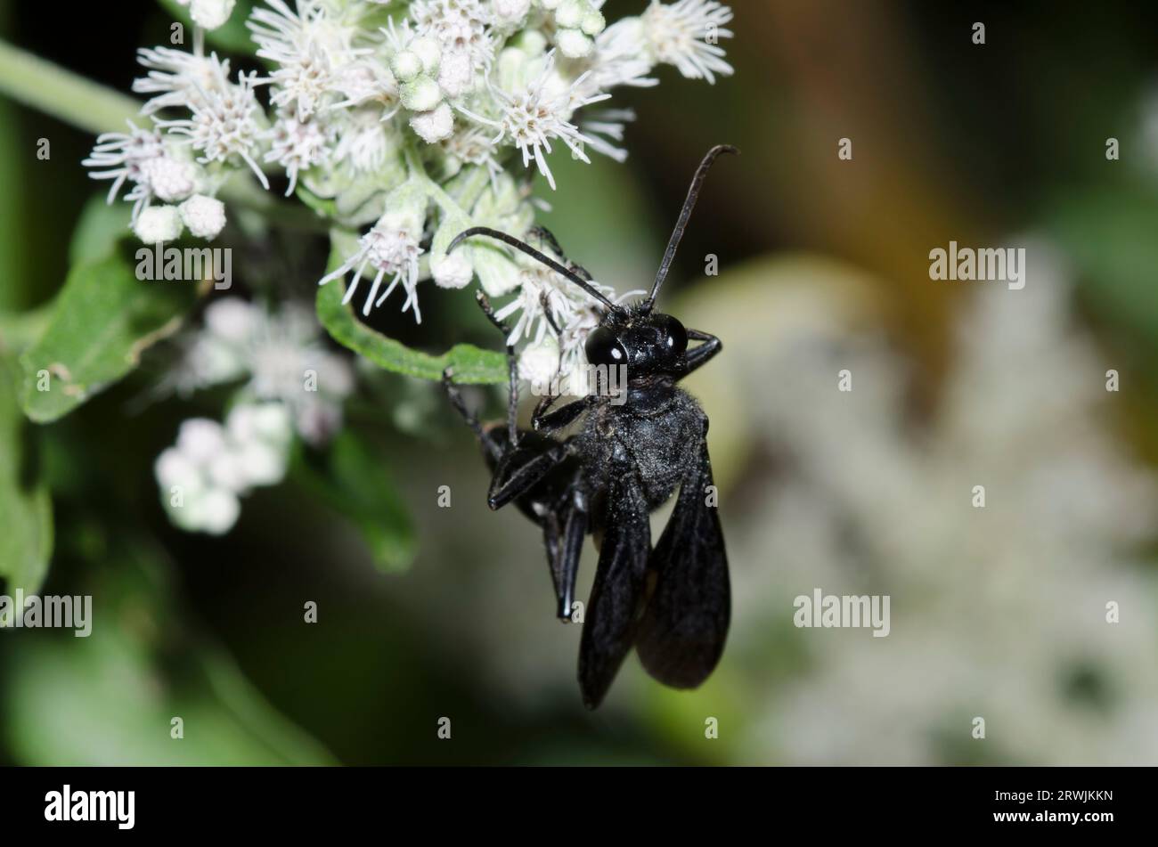 Thread-waisted Wasp, Sphex sp., foraging on Lateflowering Thoroughwort, Eupatorium serotinum Stock Photo