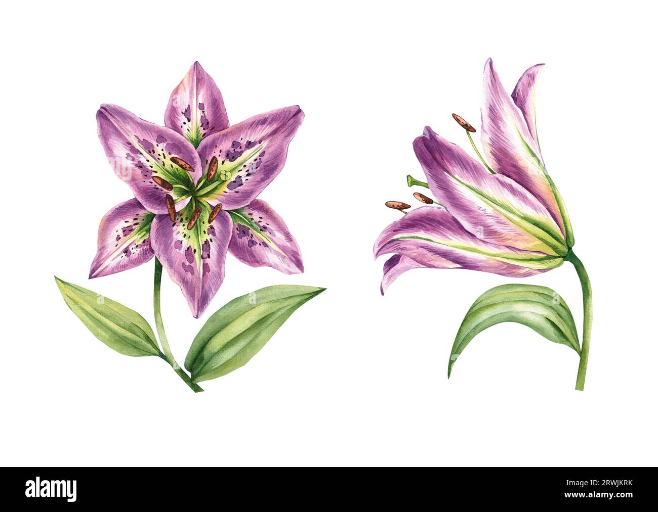 Set of watercolor lilies. Hand drawn lily flowers. Lilies isolated on ...