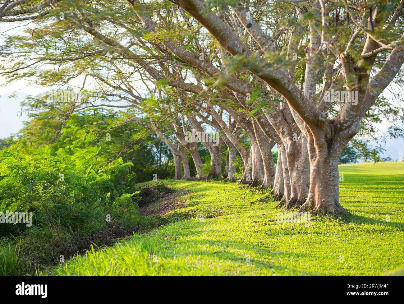 Tree Rows Garden row of trees in the garden row of trees with green grass spring nature ...
