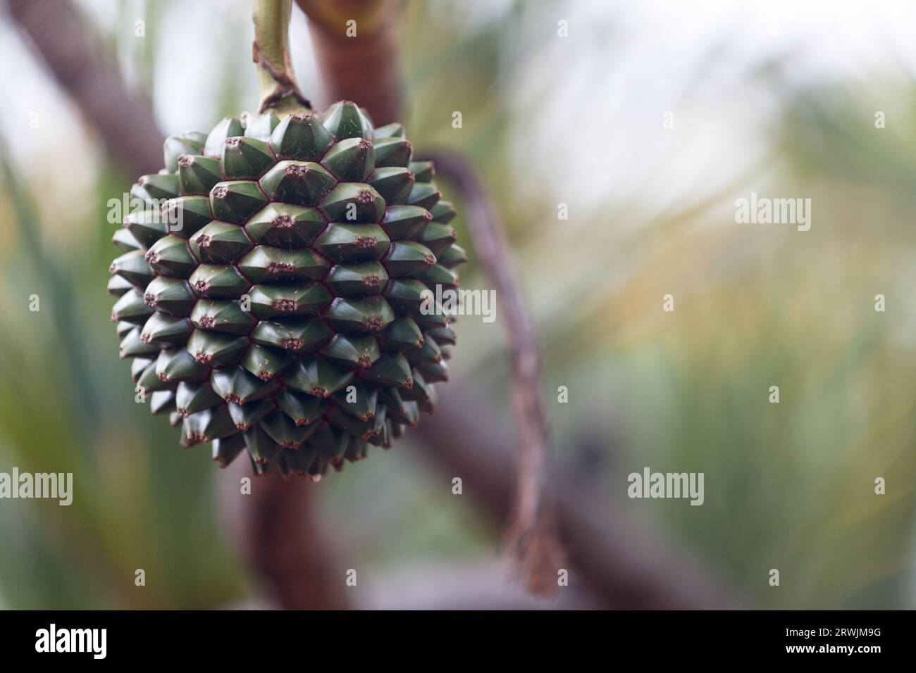 Common screwpine (Pandanus utilis) is, despite its name, a monocot, not