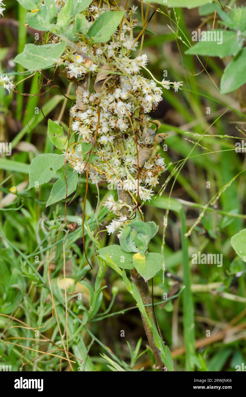Taper-tip Dodder, Cuscuta attenuata, infesting Sumpweed, Iva annua Stock Photo