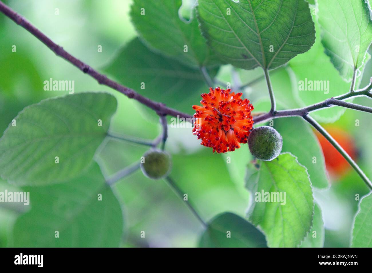 The paper mulberry (Broussonetia papyrifera, syn. Morus papyrifera L.) is a species of flowering plant in the family Moraceae. Stock Photo