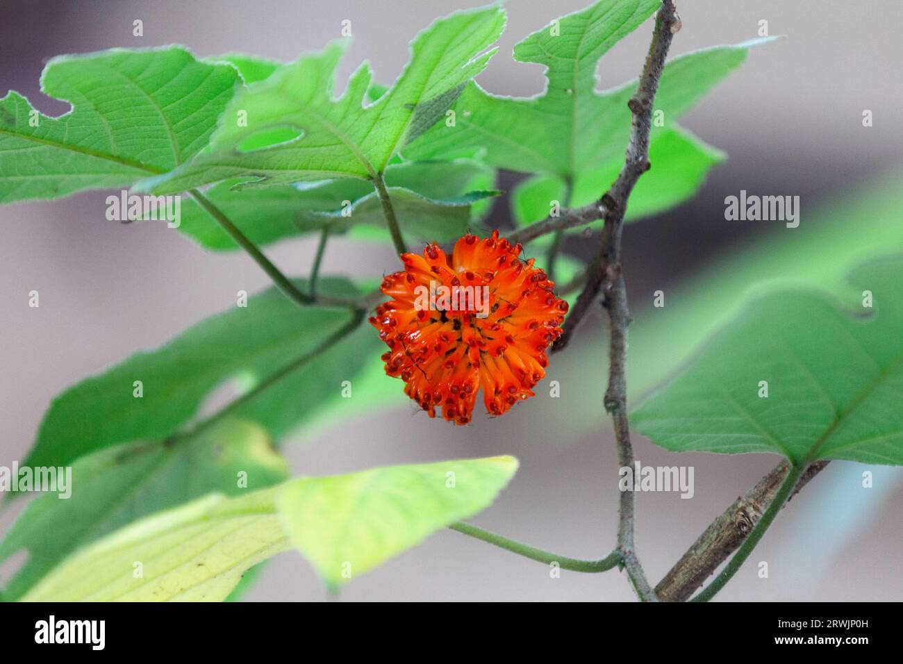The paper mulberry (Broussonetia papyrifera, syn. Morus papyrifera L.) is a species of flowering plant in the family Moraceae. Stock Photo