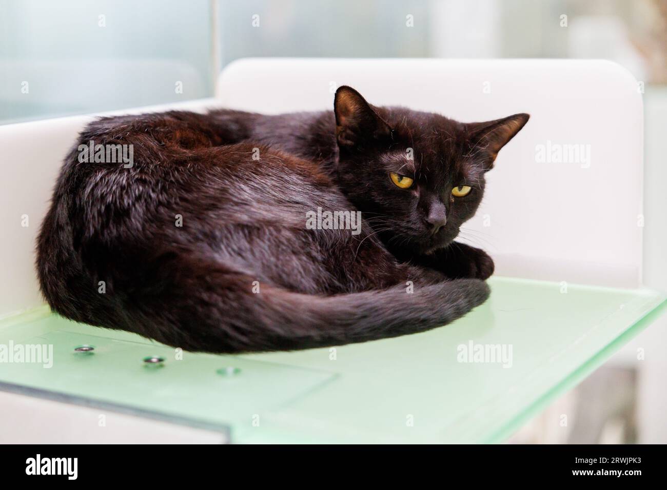 Nuremberg, Germany. 11th Sep, 2023. An unneutered outdoor cat lies in its box at the Nuremberg animal shelter. The Bavarian Animal Welfare Association is calling for a statewide cat protection ordinance to curb the misery of street cats in Bavaria. Credit: Daniel Karmann/dpa/Alamy Live News Stock Photo
