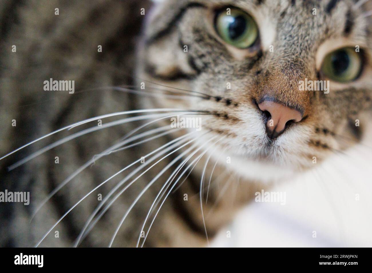 Nuremberg, Germany. 11th Sep, 2023. An unneutered outdoor cat walks
