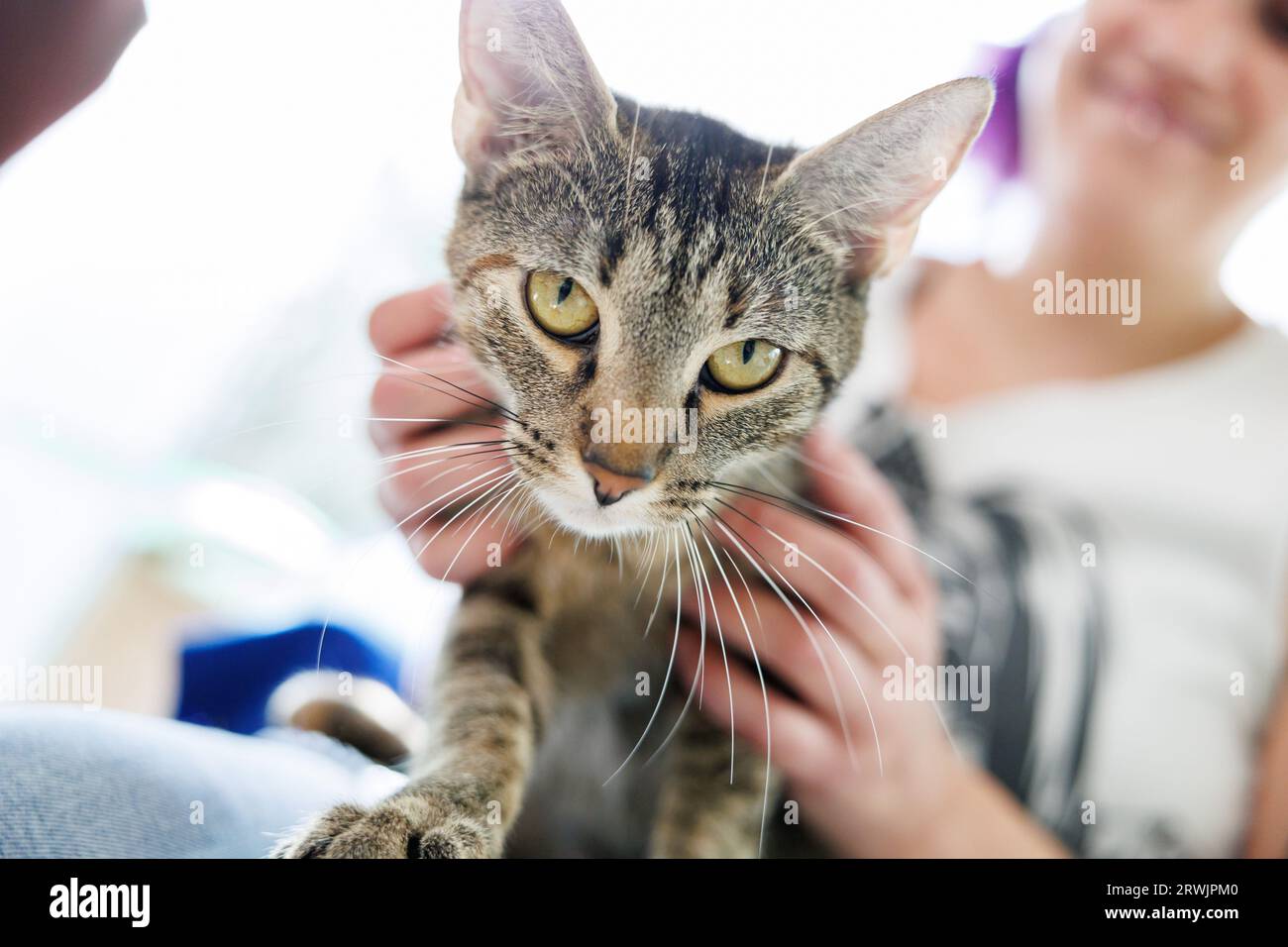 Nuremberg, Germany. 11th Sep, 2023. An unneutered outdoor cat is stroked in its box by an employee at the Nuremberg animal shelter. The Bavarian Animal Welfare Association is calling for a statewide cat protection ordinance to curb the misery of street cats in Bavaria. Credit: Daniel Karmann/dpa/Alamy Live News Stock Photo