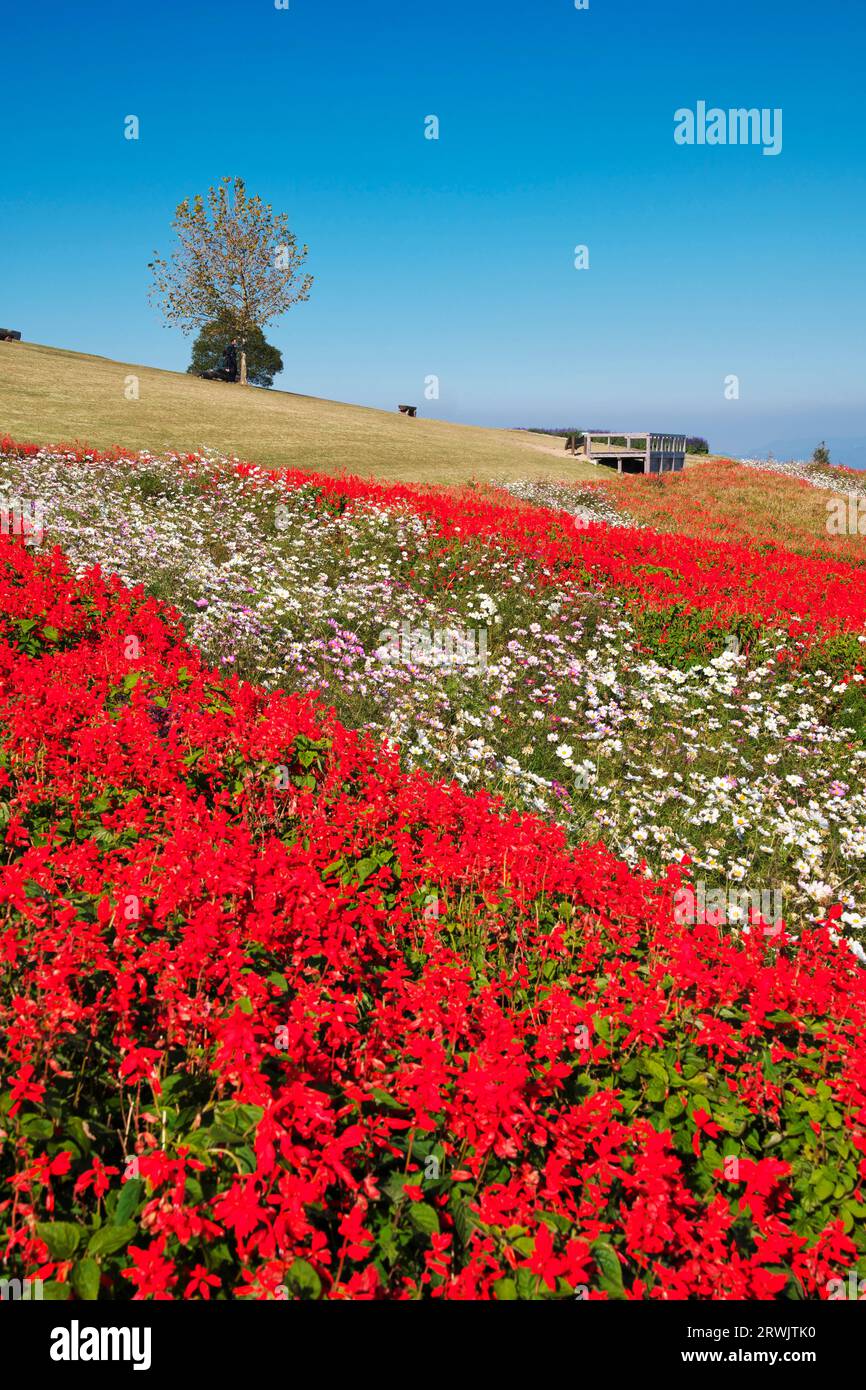 Awaji flower balcony hi-res stock photography and images - Alamy