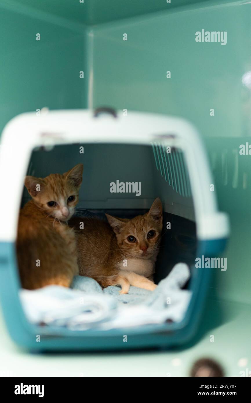 Stöpsel hires stock photography and images Alamy