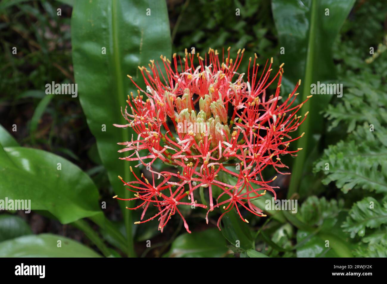 A rain soaked blooming inflorescence of a fireball lily flower (Scadoxus Multiflorus) with the water drops on the thin red petals Stock Photo