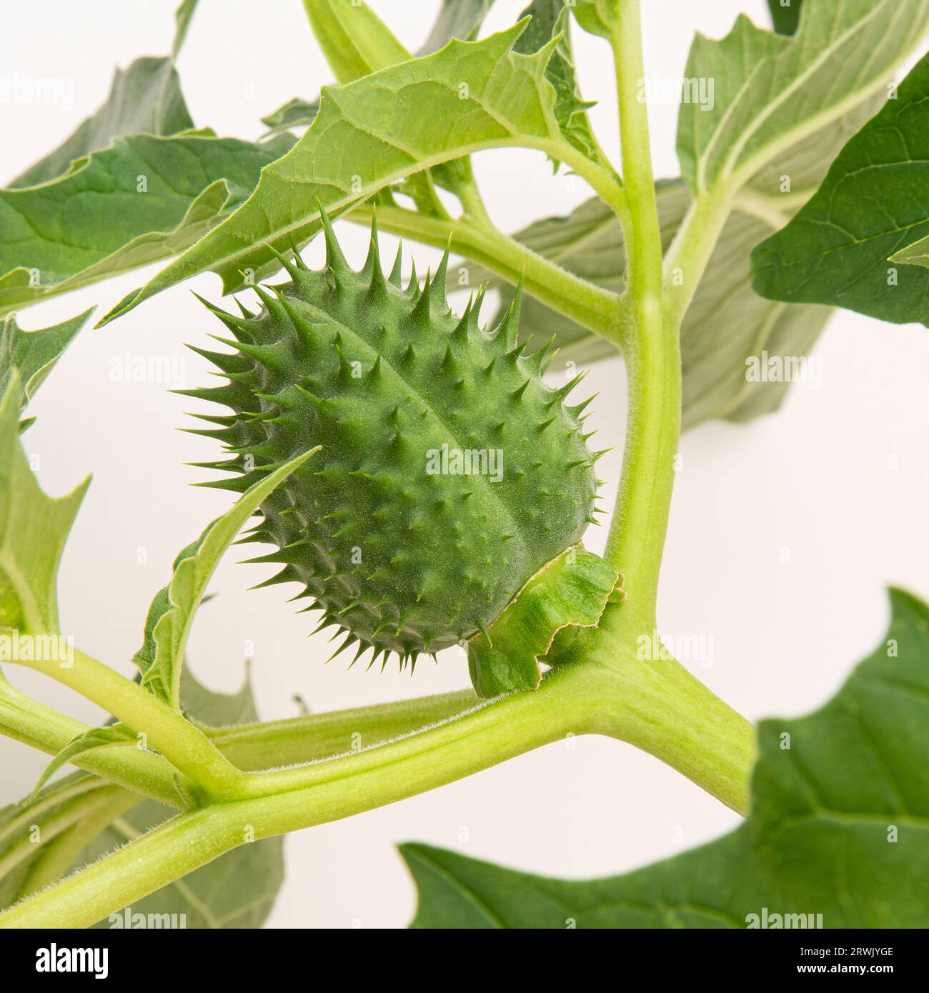Seeds and leaves of the green datura plant on a white background Stock ...