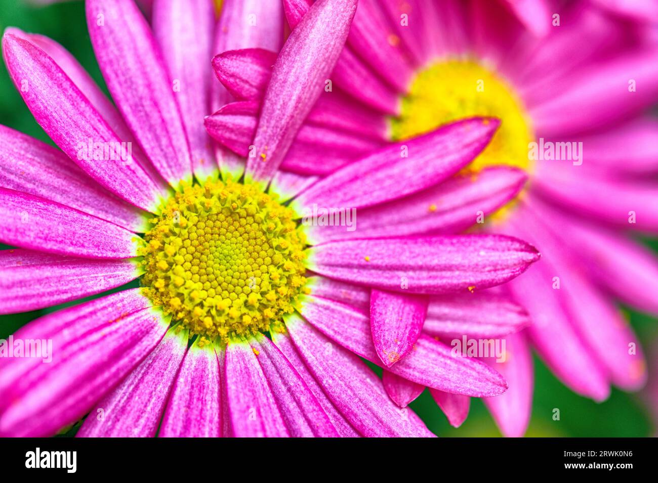 Daisies - entwined and together Stock Photo