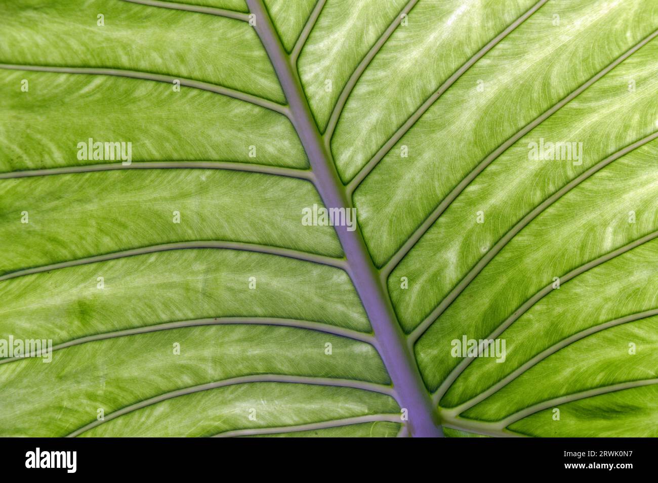 Detailed study of a leaf (structure and texture) Stock Photo