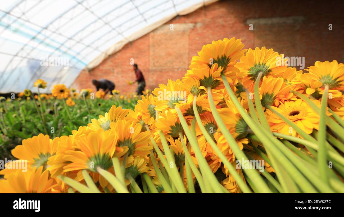 Farmers are carrying fresh cut gerbera flowers in the greenhouse, Hu