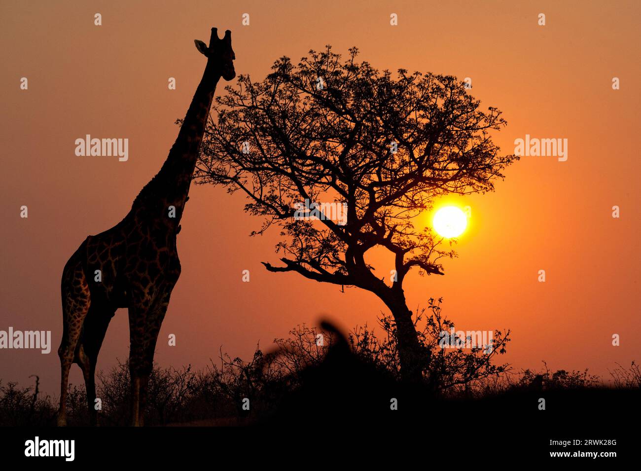 Tall silhouette hi-res stock photography and images - Alamy