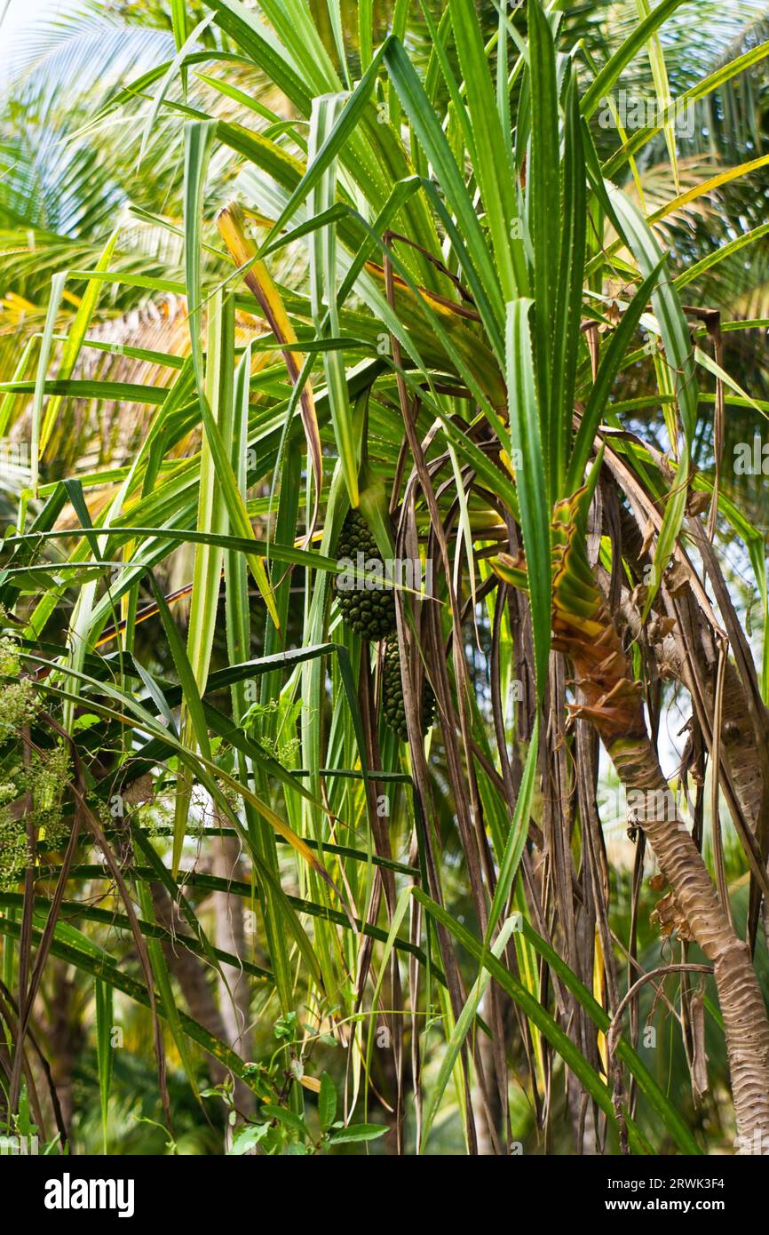 Wild pineapple, Wild pinapple Stock Photo - Alamy