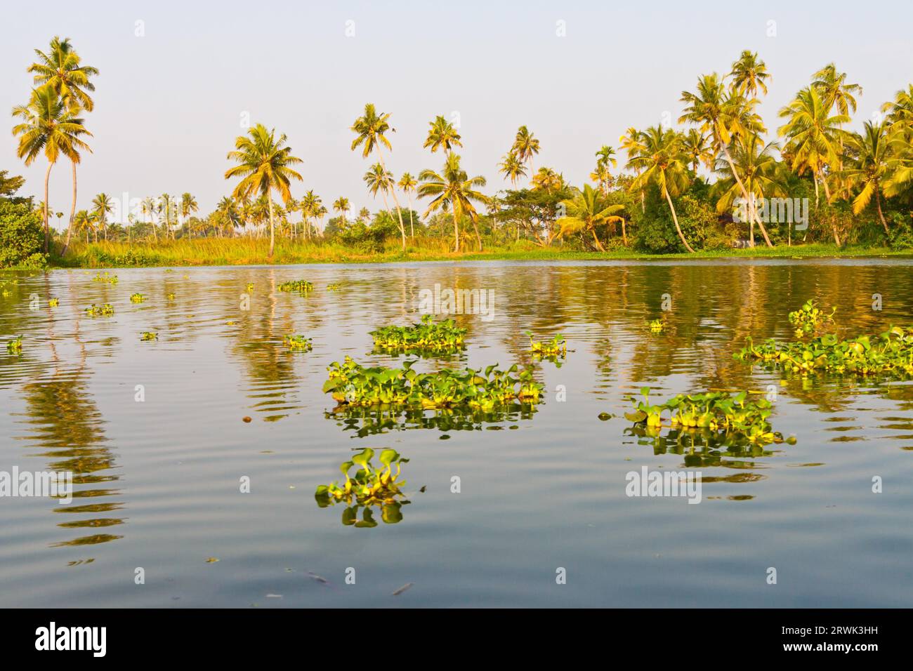 Backwaters in Kerala, India, India Stock Photo