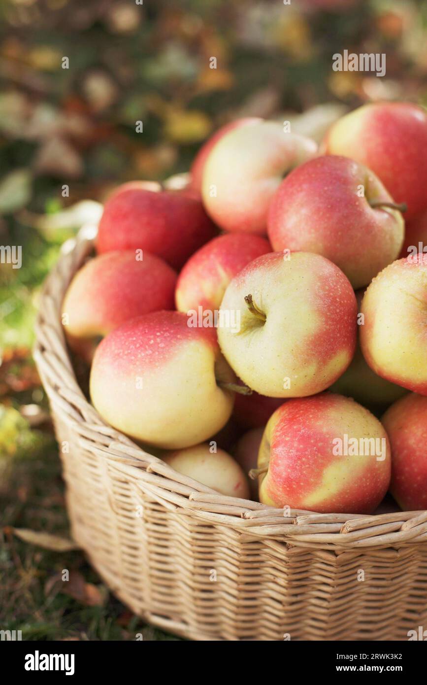 Ripe harvested apples in a wicker basket Stock Photo