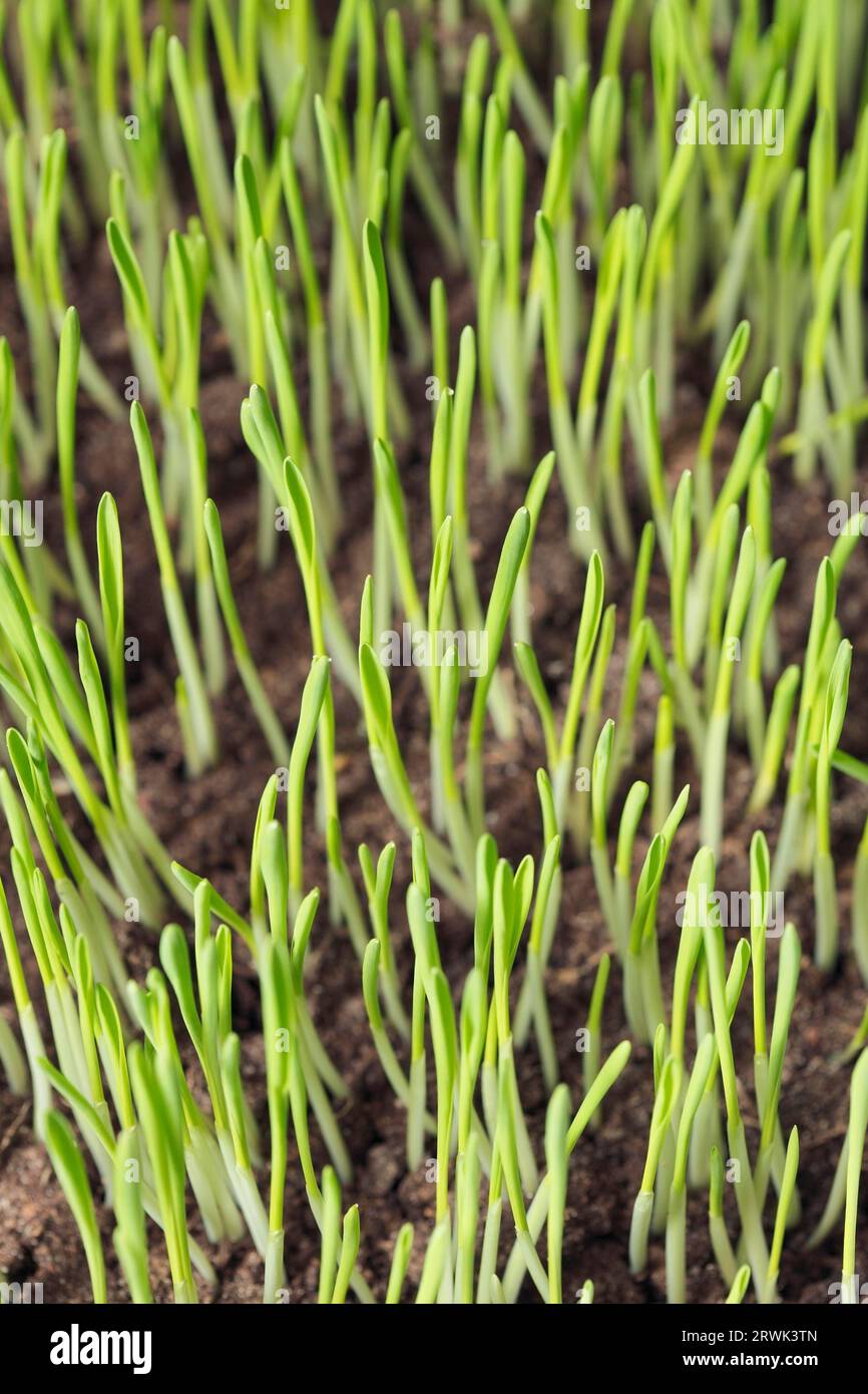 Barley seedlings. Short depth of field Stock Photo