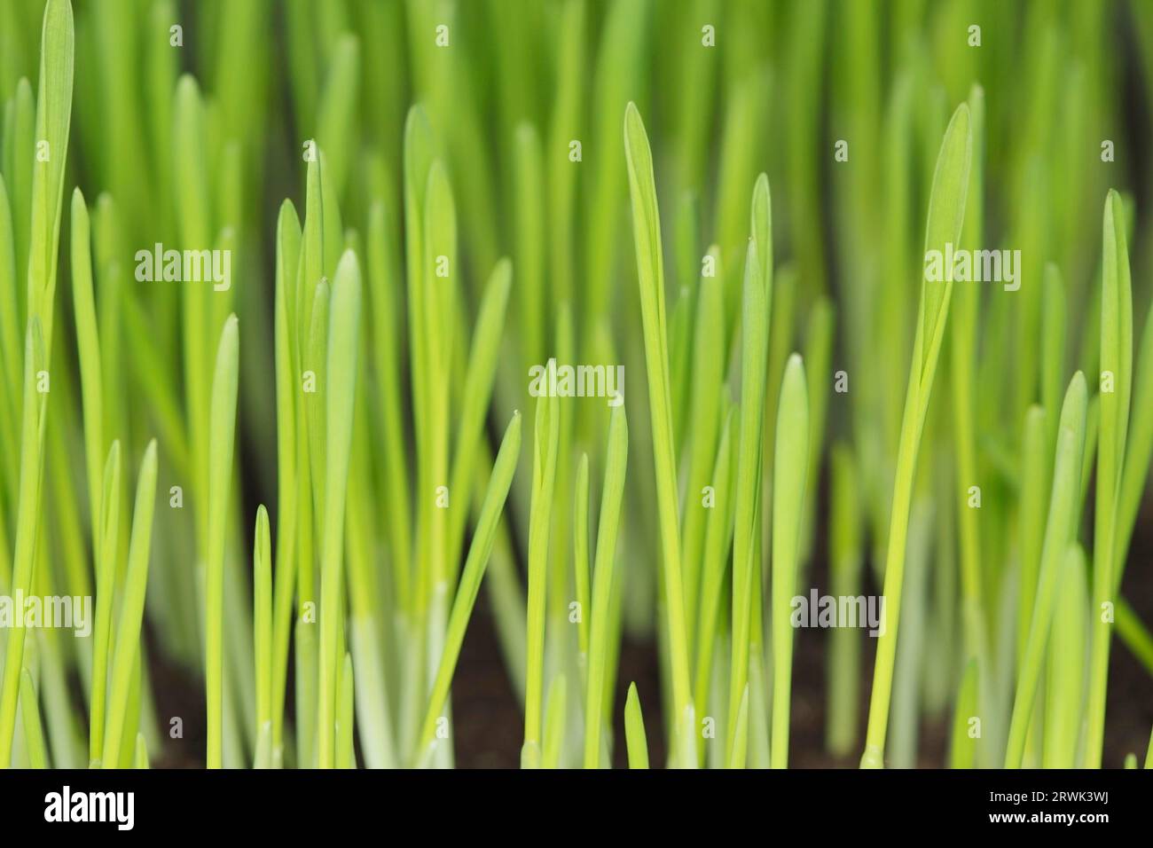 Barley seedlings photographed with ring flash. Short depth of field Stock Photo