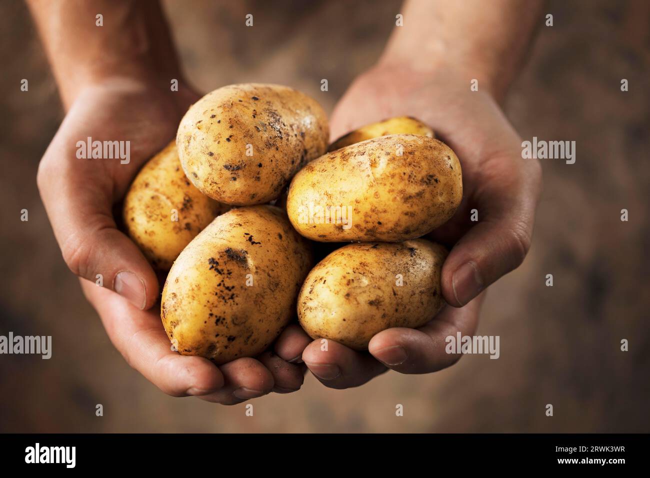 Hands holding dirty harvested potatoes Stock Photo