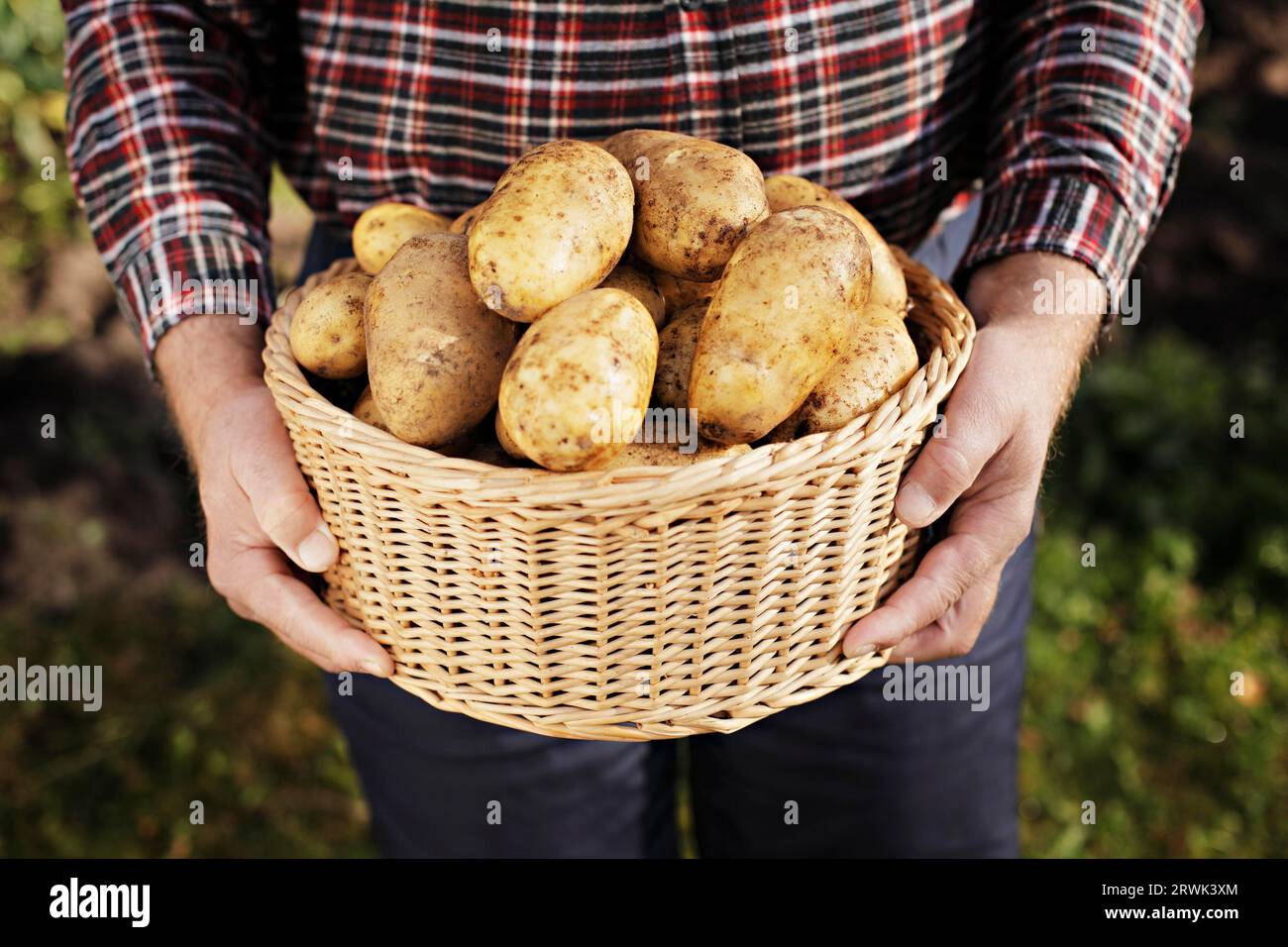 Farmer holding a basket full of harvested potatoes Stock Photo