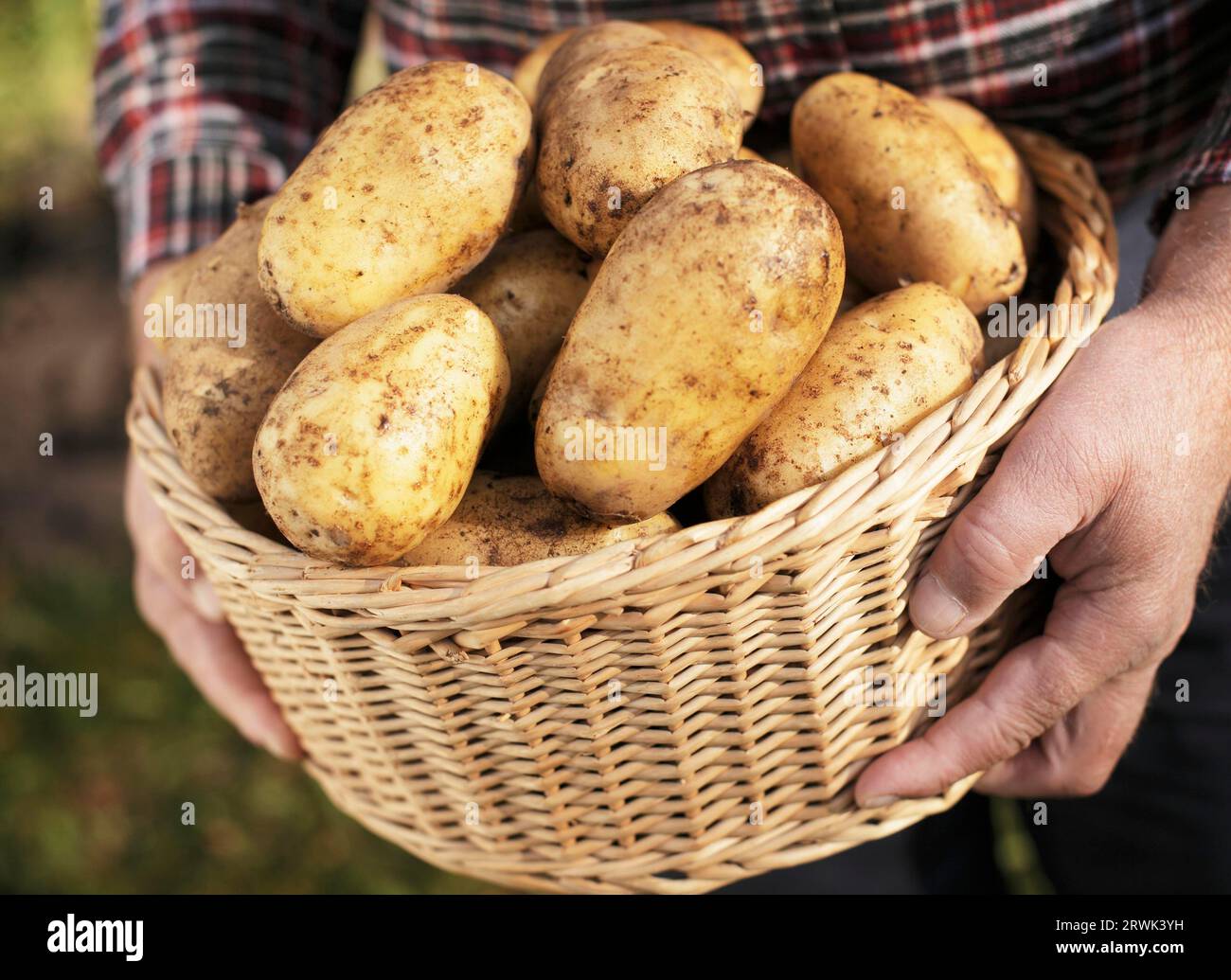 Hands holding a wicker basket full with fresh harvested potatoes Stock Photo