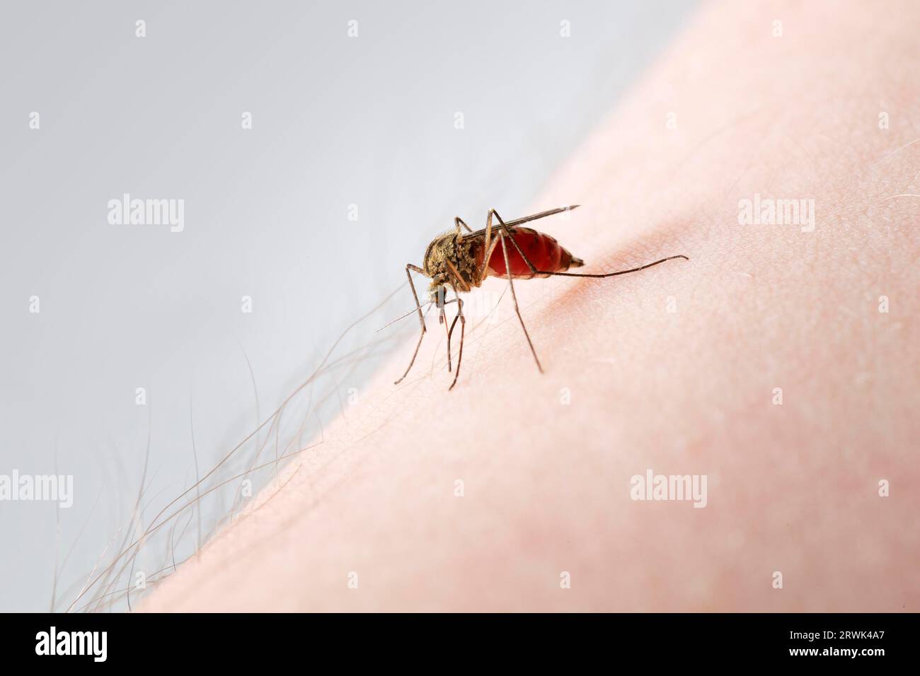 A Mosquito sucking blood on a hairy arm Stock Photo