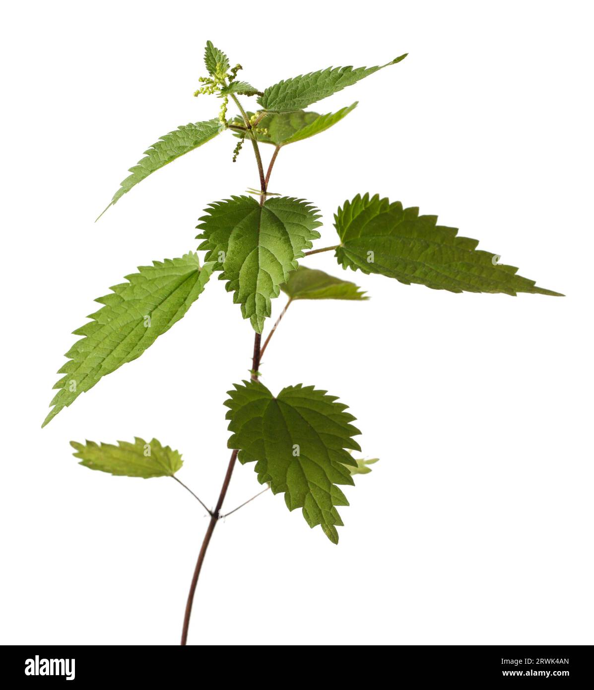 Stinging nettle (Urtica dioica) or common nettle, is a herbaceous perennial flowering plant Stock Photo