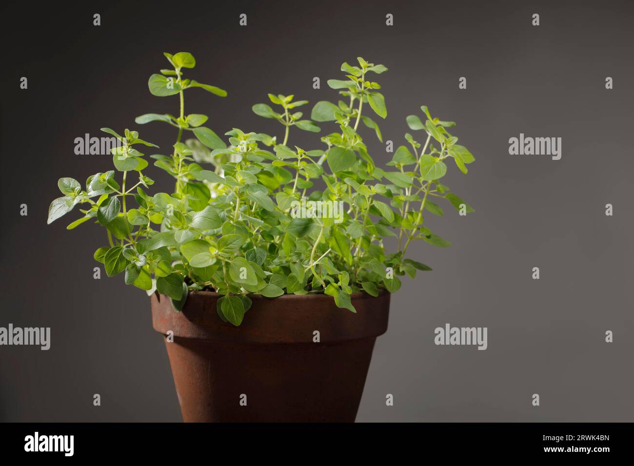 Oregano herb plant in clay pot Stock Photo Alamy