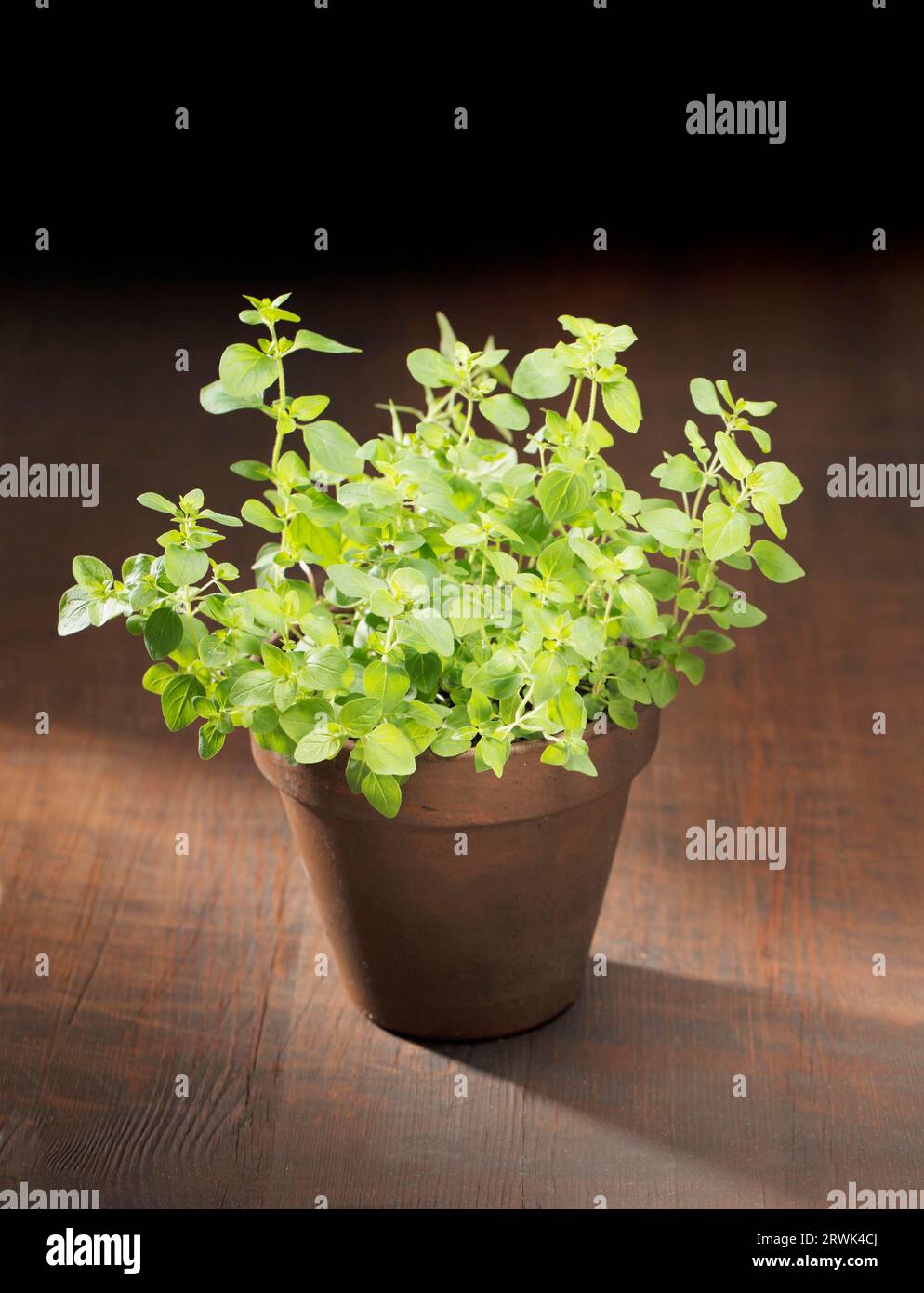 Oregano herb plant potted in a clay pot Stock Photo Alamy