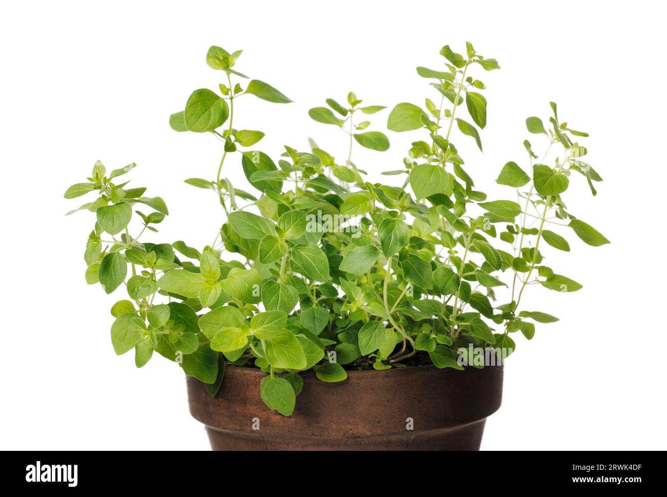 Detail of an oregano herbal plant in a clay pot Stock Photo Alamy