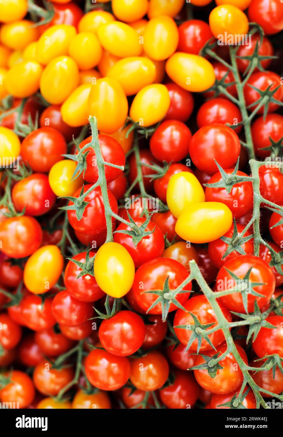Different tomatoes, yellow plum tomatoes and Stock Photo