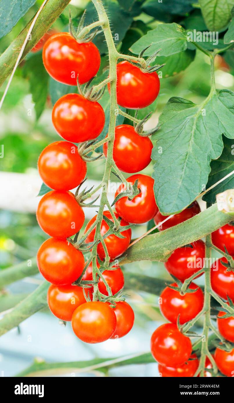 Campari tomatoes growing in a greenhouse Stock Photo