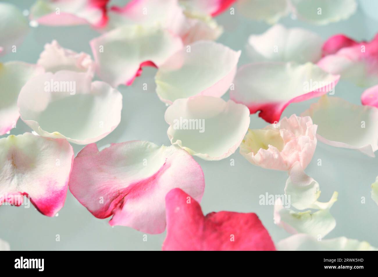 Petals floating in water hi-res stock photography and images - Alamy