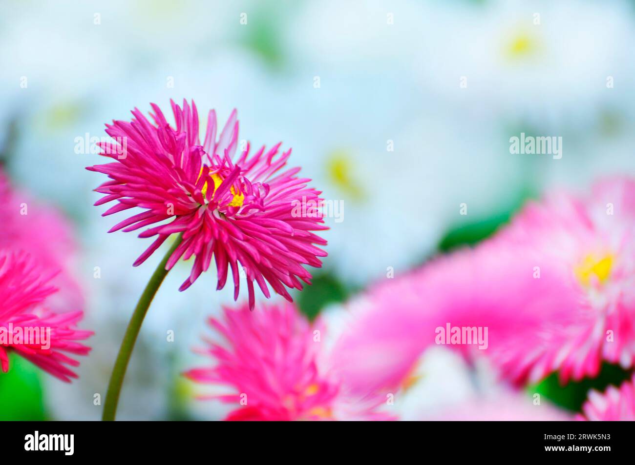 Daisy, pink flowering Stock Photo