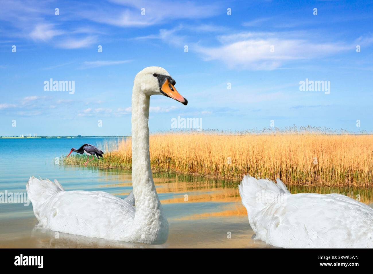 Swan swimming in shallow water Stock Photo - Alamy