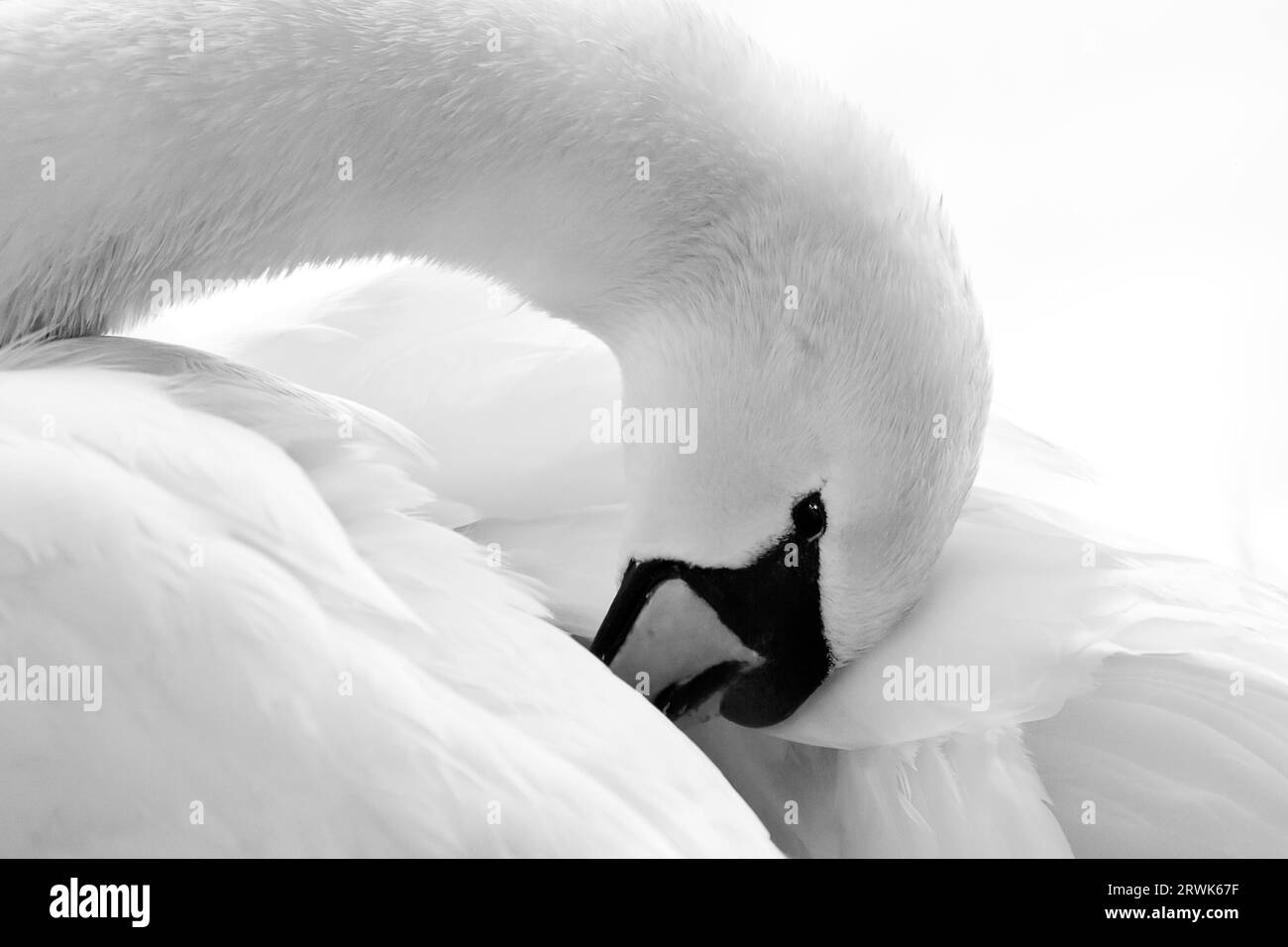Mute swan grooming its feathers, HighKey Stock Photo