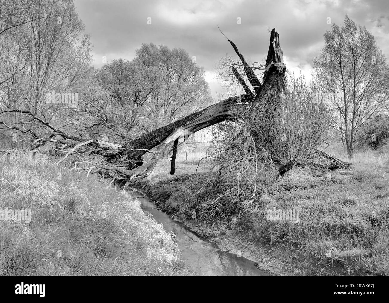 Tree snapped off by the storm Stock Photo