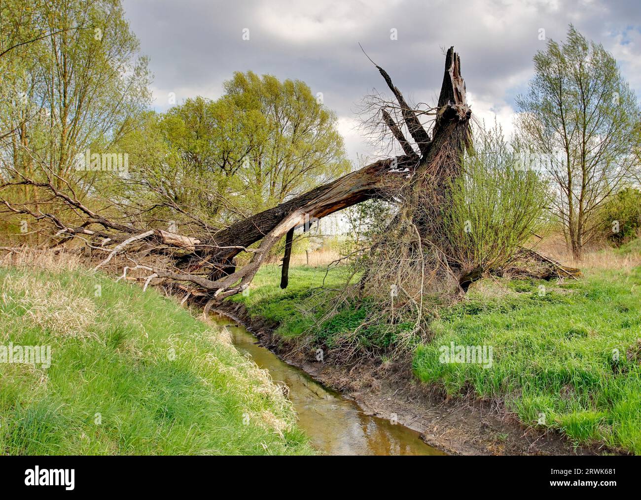 Tree blown down by storm in Malchow near Berlin Stock Photo Alamy
