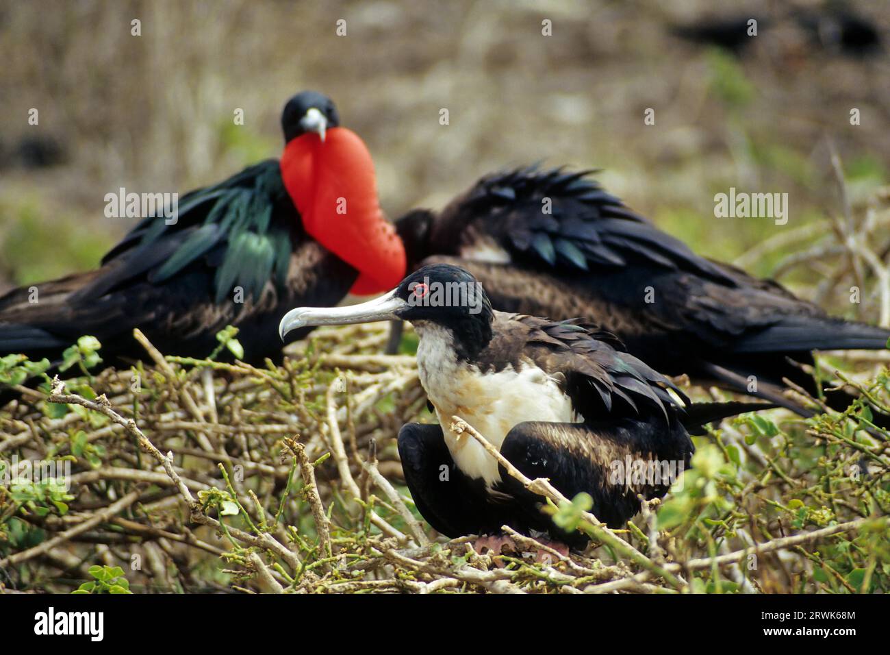 Nesting frigatebirds, foreground female, background left courting male with throat pouch, Galapagos Stock Photo