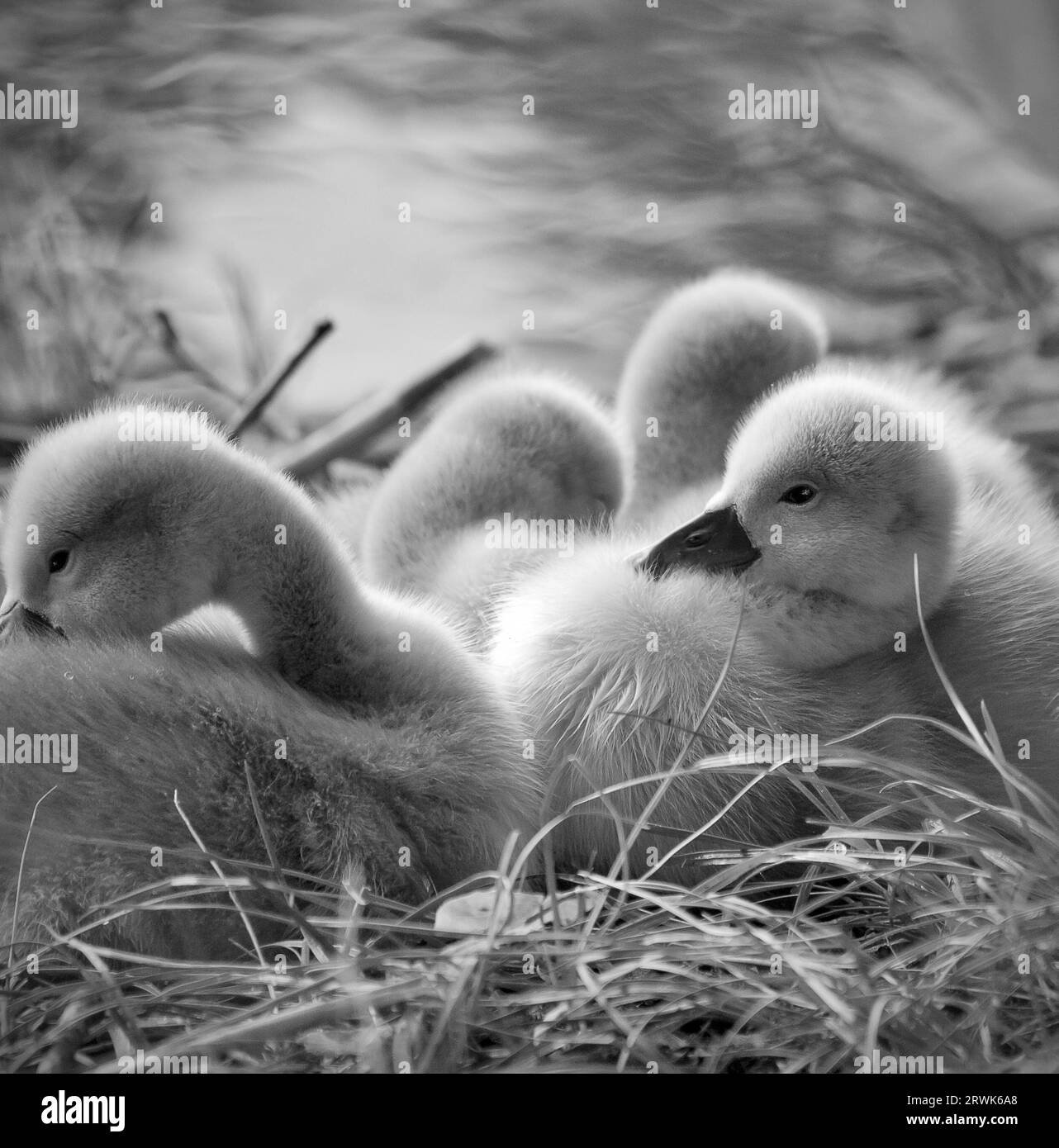 Mute swan chicks Stock Photo Alamy