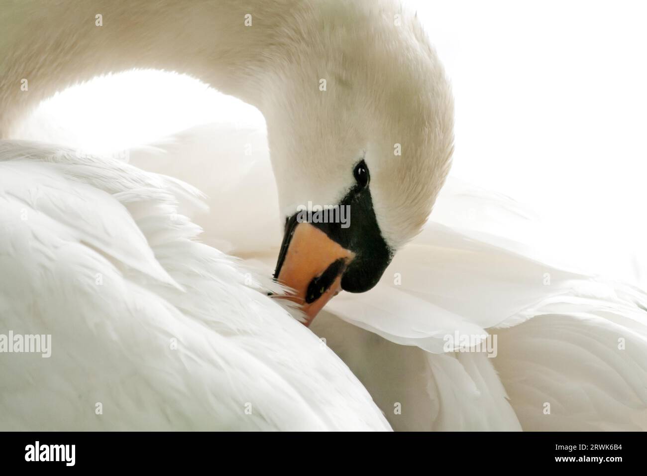 Swan Ruffed Mute swan grooming its feathers, HighKey Stock Photo - Alamy