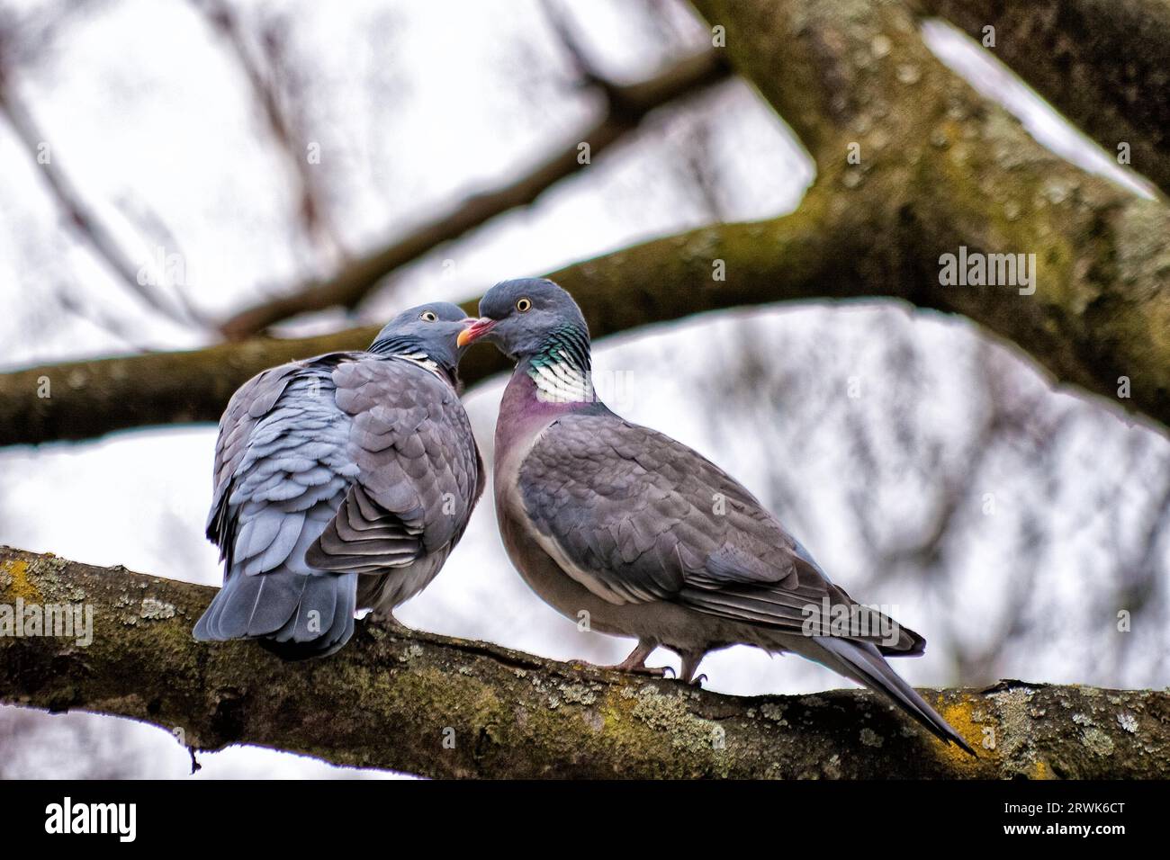Pigeons making love during the mating season Stock Photo Alamy
