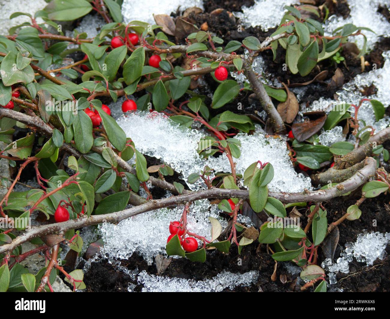 Dwarf medlar with red berries, with frosty inserts, format-filling Stock Photo