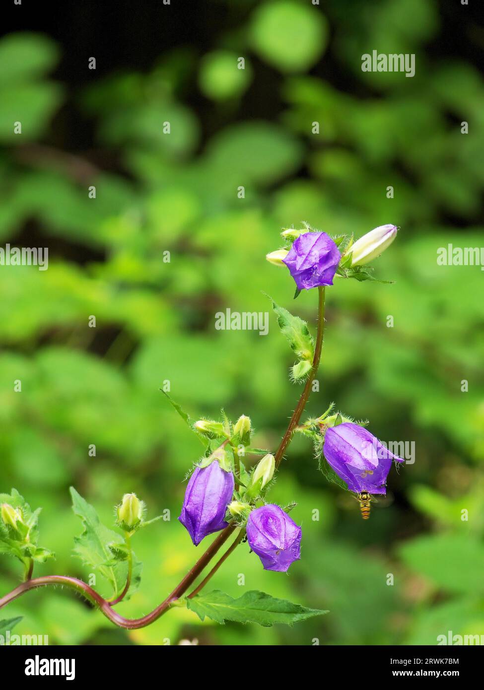 Light purple bellflower with slightly closed flowers, background shrubs and grasses in blur Stock Photo