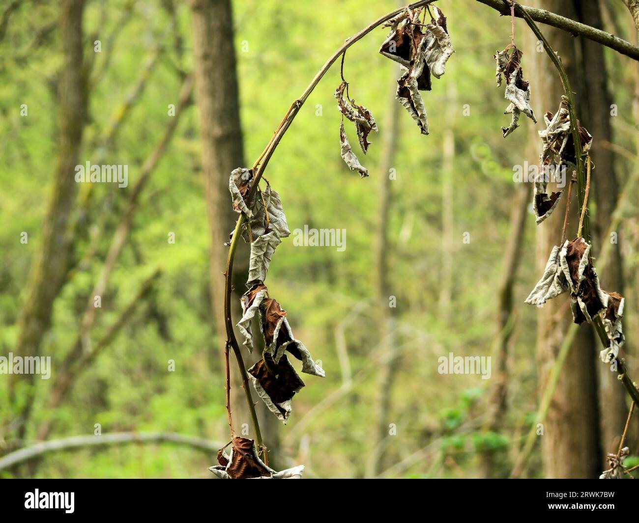 Withered leaves, of a blackberry hedge -- grown in an arc, background ...